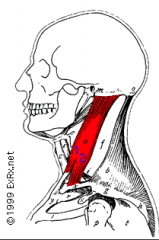Origin – mastoid process of temporal lobe
Course – downward
Insertion – 2 points
	Clavicular head – to superior surface of clavicle
	Sternal head – to manubrium of sternum (left and right)
Function – main function is to rotate head, but if the head i
