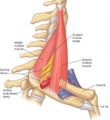 Origin -  lower cervical vertebrae (C3-C6)
Course – downward
Insertion – 1st and 2nd ribs (fixator muscle for fib one...holds it in place)
Function – serves to fix upper ribs so intercostals can pull whole rib cage upward  	Contraction can lift 1st and