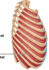 Origin – upper border of ribs 2 thru 12
Course – upwards and medially
Insertion – inferior edge of rib abouve
Function – (1) interosseous portion – contraction shortens distance between ribs and thereby decreases thoracic volume