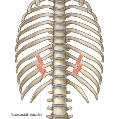 Origin – 2nd or 3rd rib below where it attaches to 
Course – superior and lateral
Insertion – inner surface of ribs – posterior wall
Function – pulls ribs down – aids internal intercoastals