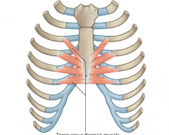 Origin- inner surface of lower sternum
Course – superior and lateral
Insertion – ribs 2 – 6 
Function – if sternum is fixed, they pull down and decrease thoracic volume