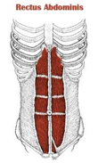 Origin – pubic bone
Course – upward
Insertion – sternuma nd costal cartilages of ribs 5 thru 7 
Function – (1) pulls downward on sternum (2) compresses abdomen