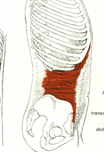 Origin – lower 6 ribs
Course – horizontal around abdomen
Insertion – abdominal aporneurosis ( a tendenous sheath which covers the rectus 	abdominis)
Functional – compress abdomen