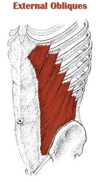 Origin – lower 8 ribs
Course – toward midline
Insertion – iliac crest and abdominal aponeurosis
Function – compress abdomen, draws lower ribs down