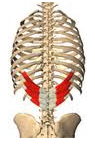 Origin – last 2 thoratic and first 2 lumbar vertebrae
Course – upward and lateral
Insertion – posteror of bottom 4 ribs
Function – (1) pulls down lower 4 ribs (2) for inhalation – may act as a fixator for ribs when the diaphragm contracts