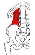 Origin – top of iliac crest
Course – upward
Insertion – 12th rib and upper 4 lumbar vertebrae (L1- L4)
Function – pulls rib 12 downward
(underneath latissimus dorsi)