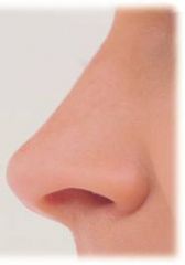 Die Nase