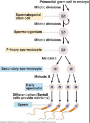 - an undifferentiated male germ cell, originating in a seminiferous tubule and dividing into two primary spermatocytes
- 30 division in fetal growth and childhood until puterty
- 20-25 replications per year after