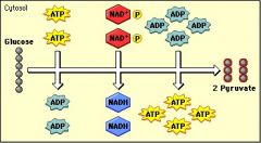 2. Glycolysis is the only part of cell respiration that uses ATP