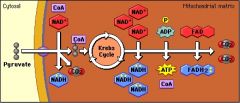 2. Fats, proteins, and carbs can be used in the Krebs Cycle