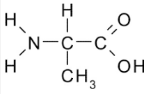 Is this amino acid most likely to participate in hydrogen bonding, ionic bonds, hydrophobic interactions and/or disulfide bonds? Why? Alanine is shown. 


