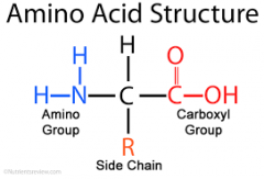 Innehåller en aminogrupp, en karboxylgrupp och en sidokedja