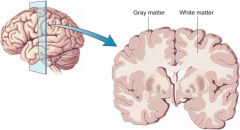 What forms the grey and white matter?