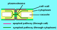 Plasmodesmata
חיבור בין הציטופלזמה של תא אחד לציטופלזמה של תא שני, יוצר רצף ציטופלזמתי בין התאים השונים בצמח.
לפזמודזמטה תפקוד כמו של גאפ ג'נקש...