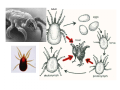 Række: Arthropoda (leddyr)
Underrække: Chelicerata
Klasse: Arachnida (spindlere)
Orden: Acari (mider og flåter)
Underorden: Mesostigmata (Rovmider)

(Den røde) hønsemide

• Karakteristisk:
- Rødfarvet krop
- Problem i flere økologiske
æ...