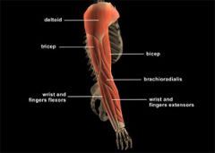 -arm
(the region extending from the deltoid (shoulder) region to the hand0