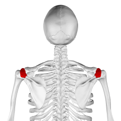 point of shoulder