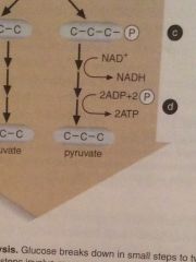 2. Pyruvate becomes carbon dioxide in the Krebs Cycle