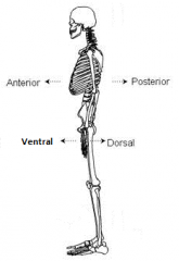 ventral/antral/anterior
VEN-tral/AN-tral/
an-TIH-ree-or