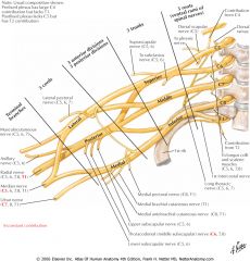 Roots - Trunks - Divisions - Cords - Terminal Branches (Musculocutaneous, Median, Radial, Ulnar).