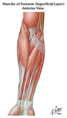 common flexor tendon