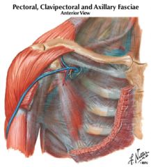 clavipectoral fascia