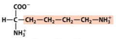Is this amino acid most likely to participate in hydrogen bonding, ionic bonds, hydrophobic interactions and/or disulfide bonds? Why? Lysine is shown. 



