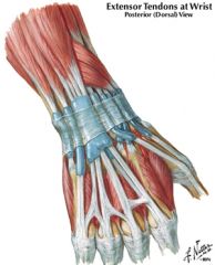 extensor pollicis longus tendon