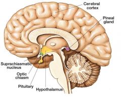 Opposite the pituitary connected to the cerebellum  