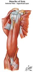 long head of biceps brachii