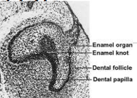 Enamel knot


Factors in ectomesenchyme
- Past the bud stage, the type of tooth that develops is dependent on ectomesenchyme and not the ectoderm