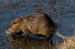 Originally in South America. Brought to Louisiana in the 1930s to harvest fur. 
It feeds on wetland plants and burrows into damns causing flooding. Nutria were partially controlled by a bounty that was offered for killing them.