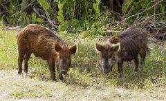 Pigs brought from Europe via ship. Eat literally anything. They were given to Native Americans by Hernando de Soto. Pigs are very destructive and push species out of vegetation. Also eats snakes in the woods.