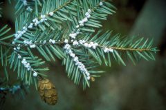 Little white egg cases. Very small aphid-like parasite. Killed almost all hemlocks. Native to Asia. Showed up in the 1920s.
