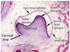 Bell Stage:


Inner enamel epithelium (Internal dental epithelium) are __ cells with __ nuclei


They become preameloblast epithelium with __ cells with nuclei where?


Cells of inner dental papilla move up towards?
