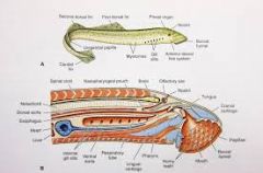 Basal lineage of vertebrates with backbones
 - jawless: parasitic; rasping mouth penetrates skin to ingest blood
 - cartilage skeleton: partial skull and nerve chord
 - larvae stage resembles lancelets: filter feeders in fresh water