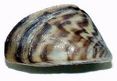 Native to Black and Caspian Seas. Found in Great Lakes in 1988. Because of series of channels, they have moves to most rivers in the North East US.