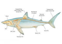 Cartilaginous fish
 - thick skin with tooth like scales
 - cartilage endoskeleton: unique derived characteristic
 - most must swim to move water across gills for gas exchange and remain buoyant
 - most are carnivorous predators: jaws contain multi...