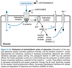 "Adenosine has two main effects on nodal cells:

1) Increasing potassium efflux, resulting in hyperpolarized cells and decreasing automaticity.

2) Decreasing inward pacemaker (and Ca++) current, slowing conduction through the AV node.


"