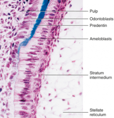 basement membrane between the preameloblast and odontoblast


Enamel


Amelogenesis imperfecta


Dentinogenesis imperfecta