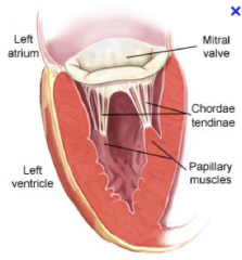 "They are muscles in the ventricle that attach to the atrialventricular valves (tricuspid and mitral).

- 3 attach to tricuspid (each leaflet)
- 2 attach to mitral ""bicuspid"" (each leaflet)

There function is to keep the valves shut during ...
