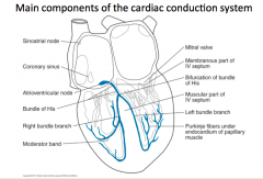 "1. SA Node in healthy heart
2. SA Node - AV Node - Bundle of His - R/L Bundle Branch - Purkinje Fibres"