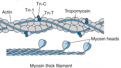 Calcium binds to Tropoinin C  which causes a conformational change in the Troponin complex (TnC/Tn1/TnT) that moves tropomyosin out of the way so the myosin heads can bind actin.