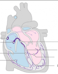 Label The conduction pathway of the heart in this diagram