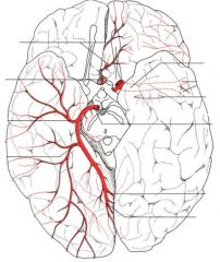 name the artery labeled in red