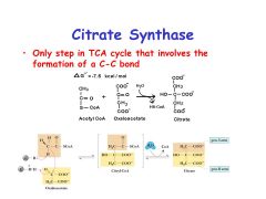 Acetyl CoA + Oxaloacetate --> Citrate