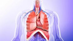 -chest cavity
-contains pleural and pericardial cavities and mediastinum