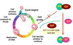 E6 binds to and inactivates p53

E7 binds to Rb which leaves the normal cellular oncoprotein E2F free (unbound) and available to activate the cell replication cycle. (imaged)
