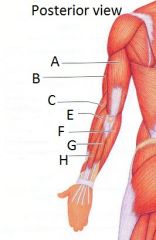 What is muscle B?