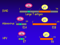 It produces a large antigen that can interact with both p53 and Rb, which is used to immortalize cell lines